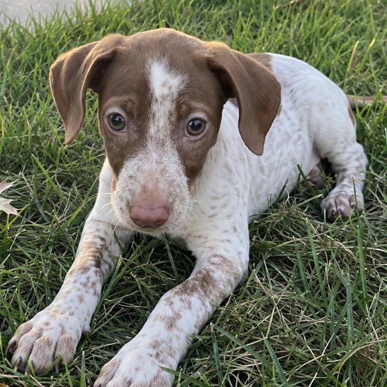 Enlarge Trixie, a Adopted mixed breed in Rogersville, MO image 6/6