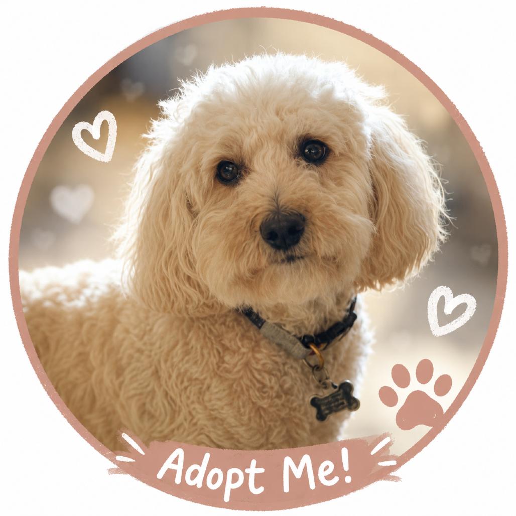 Sadie, Adoptable, Senior Female Poodle & Mixed Breed.