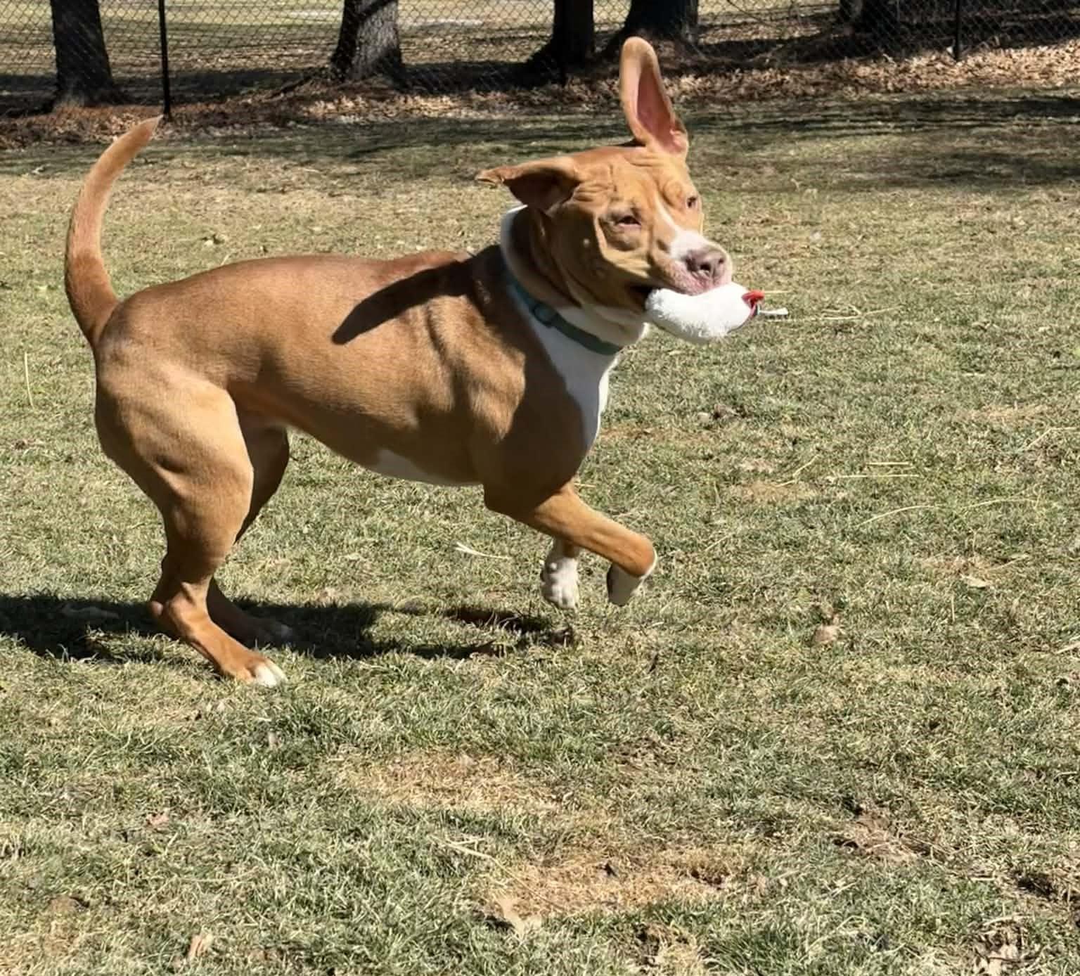 Enlarge MR HAWK**BIG CUDDLEBUG!!!, an adoptable mixed breed in McDonald, OH image 4/6
