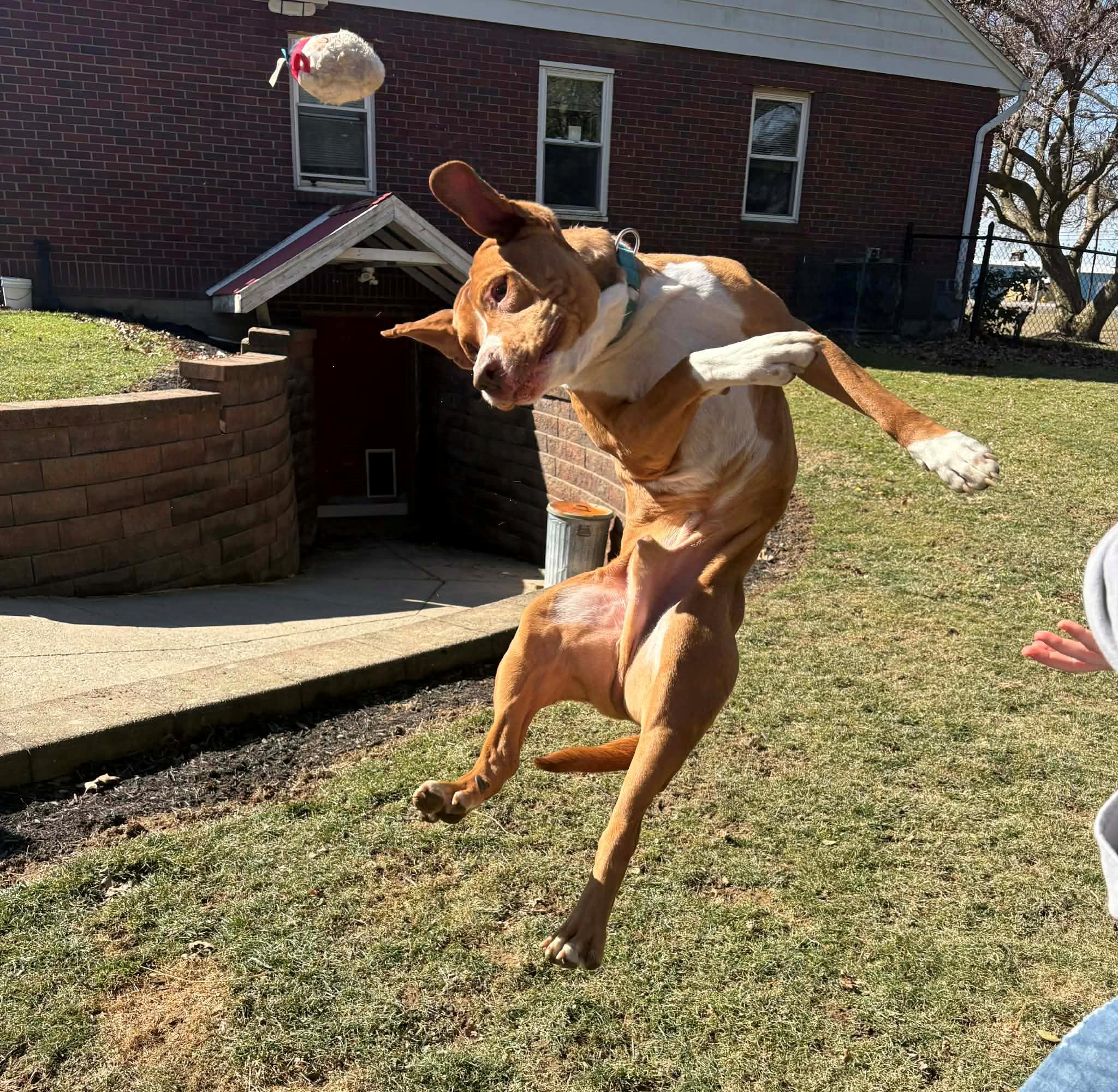 Enlarge MR HAWK**BIG CUDDLEBUG!!!, an adoptable mixed breed in McDonald, OH image 1/6