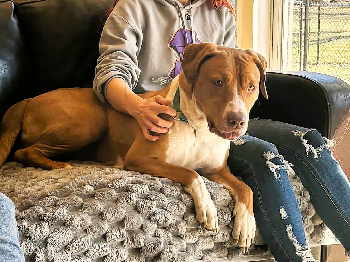 Enlarge MR HAWK**BIG CUDDLEBUG!!!, an adoptable mixed breed in McDonald, OH image 5/6