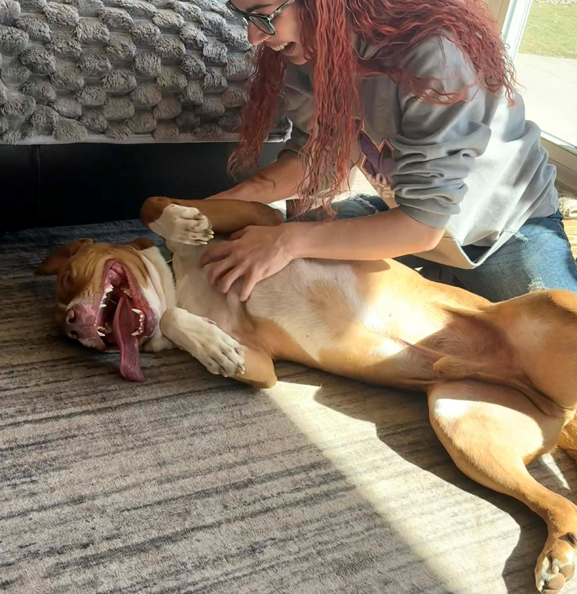 Enlarge MR HAWK**BIG CUDDLEBUG!!!, an adoptable mixed breed in McDonald, OH image 6/6