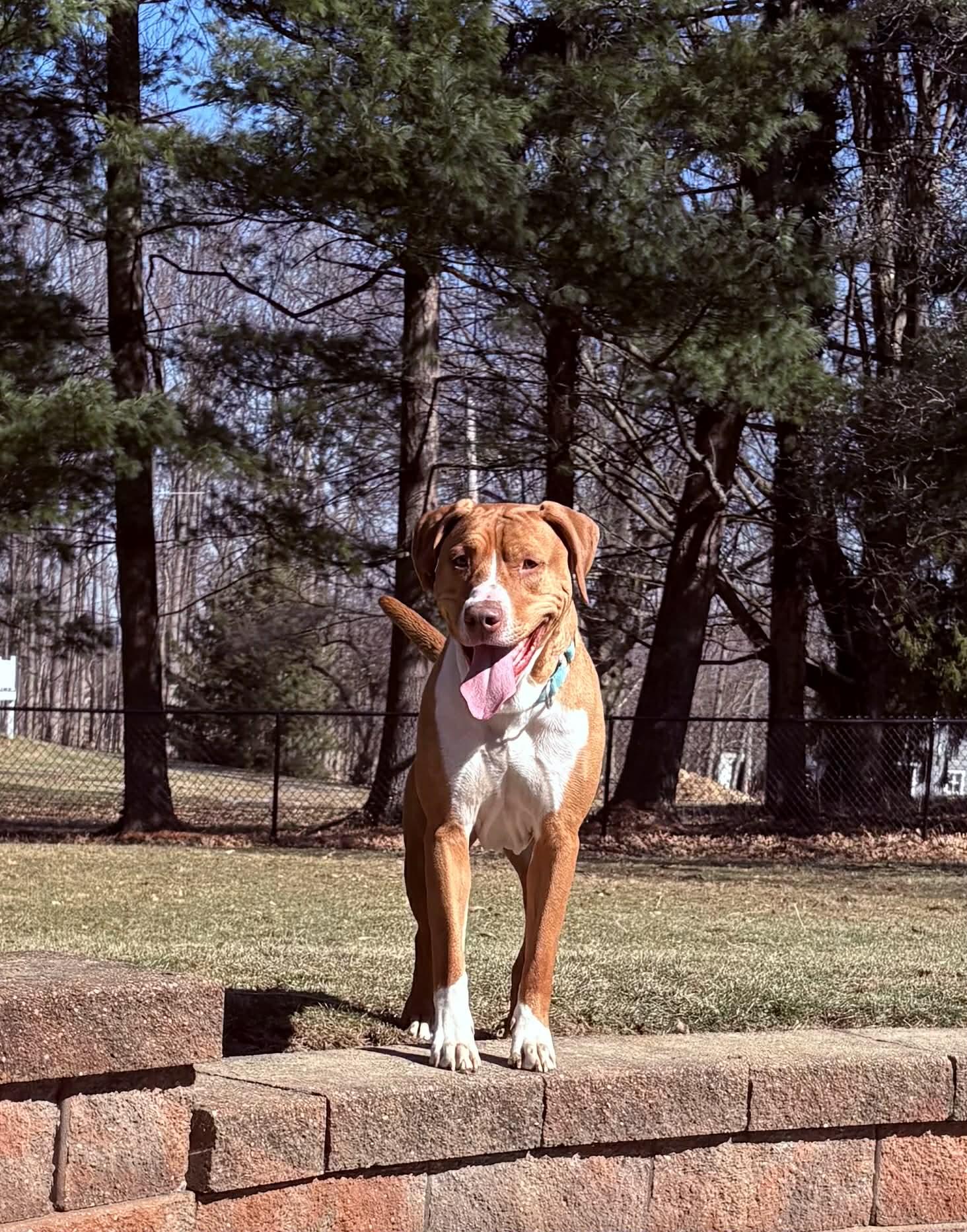 Enlarge MR HAWK**BIG CUDDLEBUG!!!, an adoptable mixed breed in McDonald, OH image 2/6