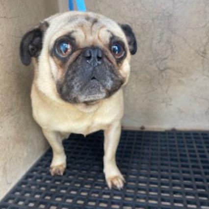 Santa's Little Helper — thumbnail 2