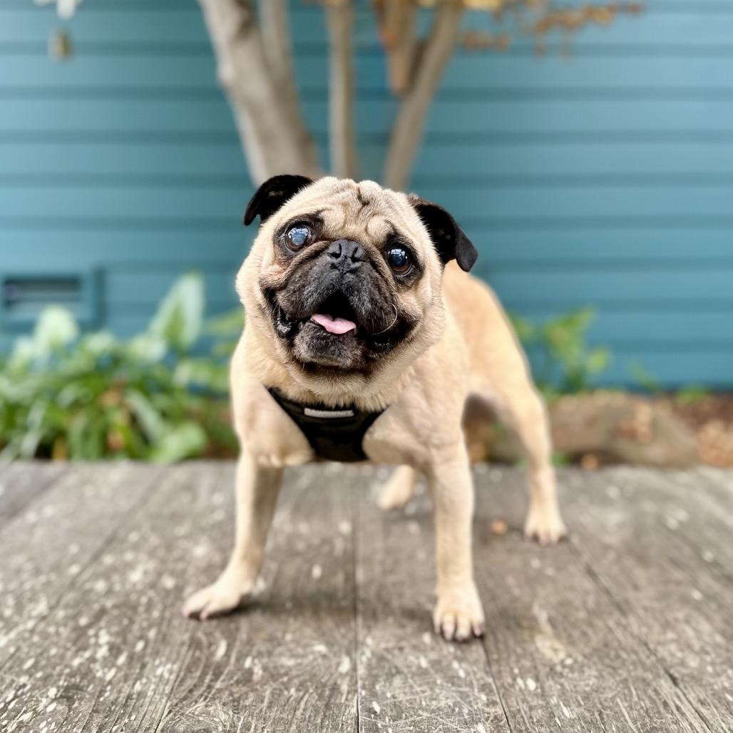 Santa's Little Helper — thumbnail 5