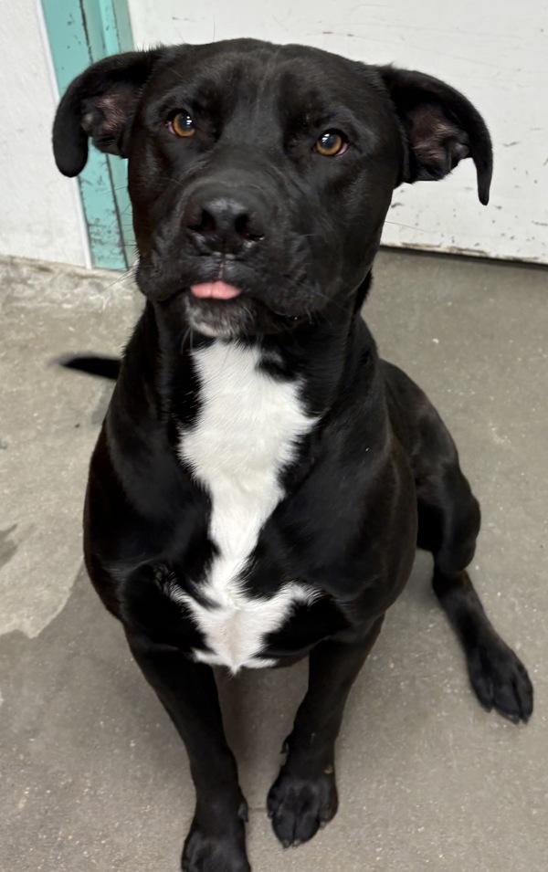 Enlarge Felix*, a Adoptable mixed breed in Rio Rancho, NM image 1/1
