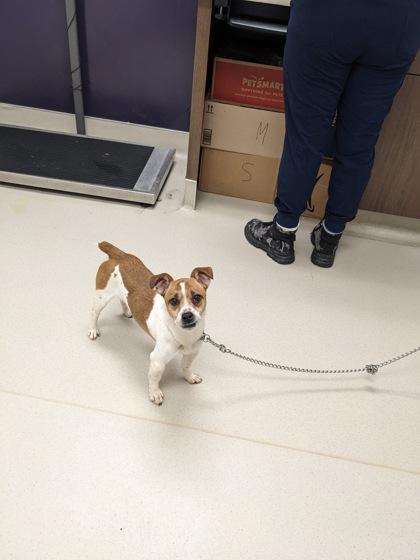 Enlarge Bandito, an adopted mixed breed in Cleveland, OH image 1/1