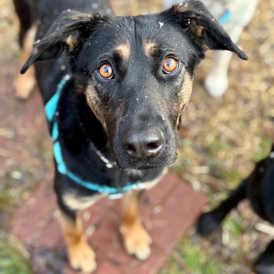 Johnny Utah, Adoptable, Young Male German Shepherd Dog & Labrador Retriever.