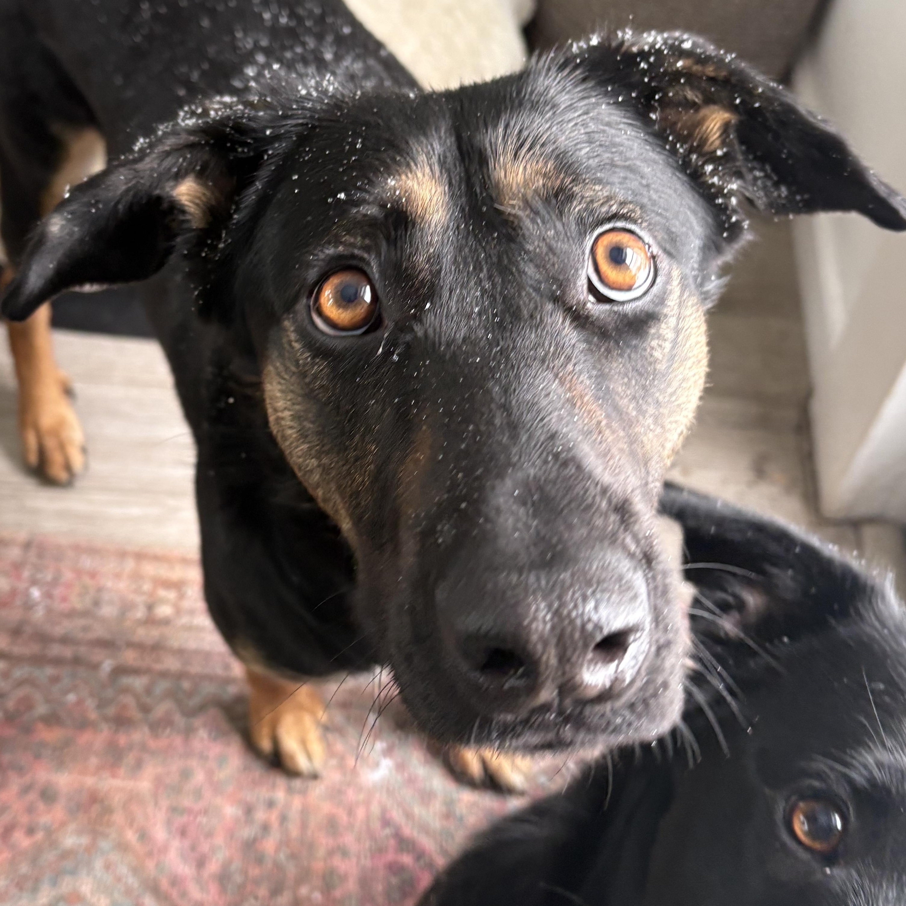 Johnny, a Adoptable mixed breed in Kalamazoo, MI image 1/6