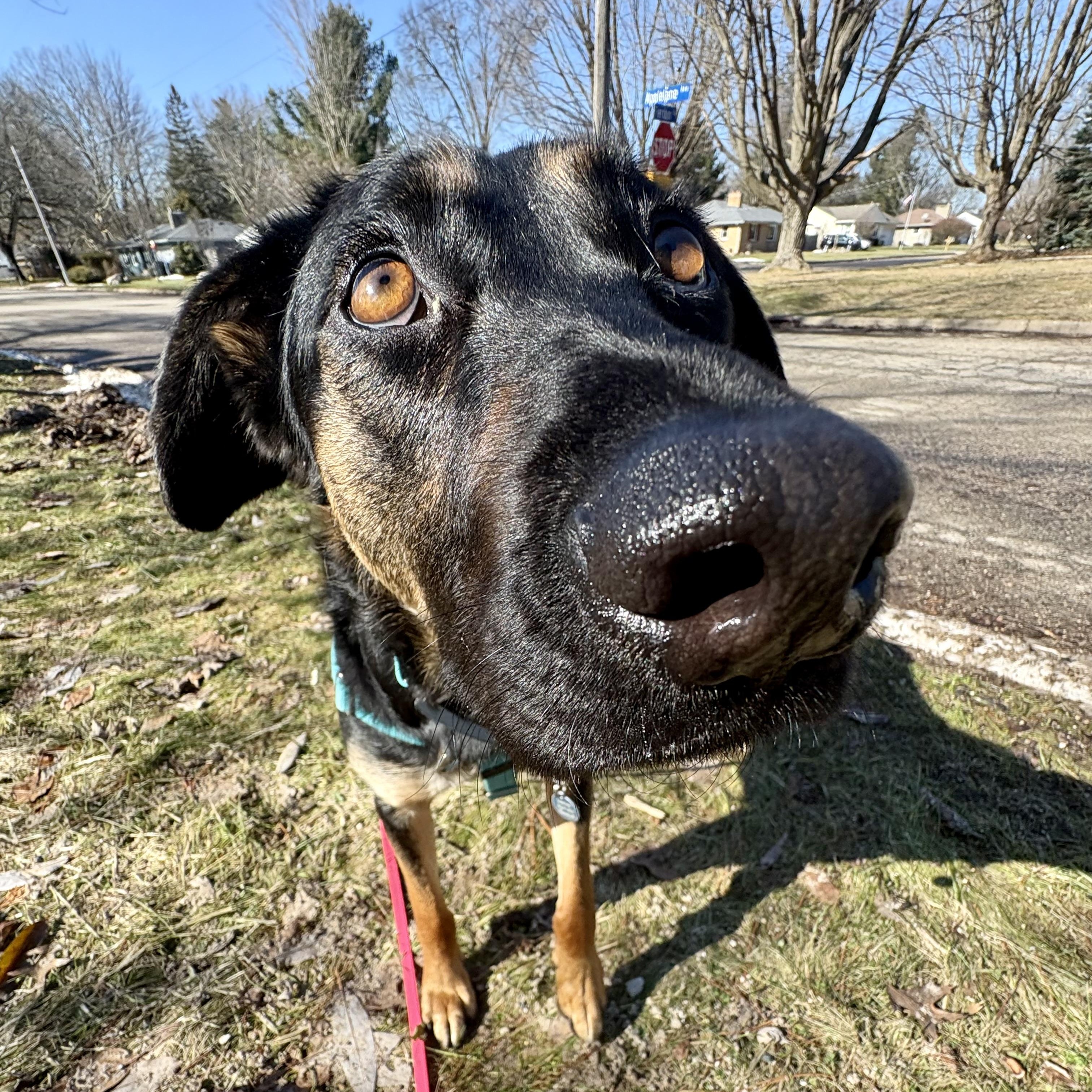 Johnny, a Adoptable mixed breed in Kalamazoo, MI image 2/6