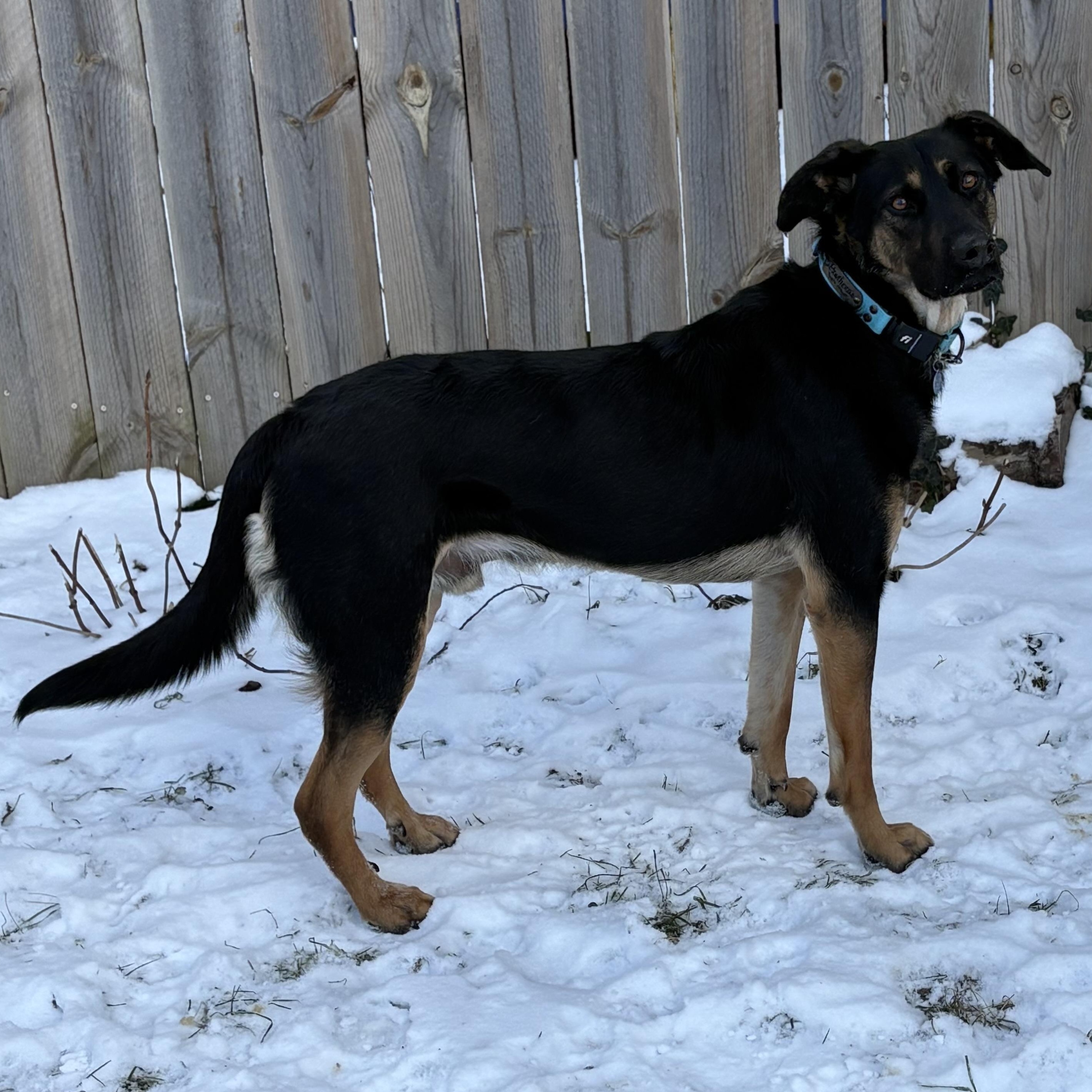 Enlarge Johnny Utah, a Adoptable mixed breed in Kalamazoo, MI image 3/6