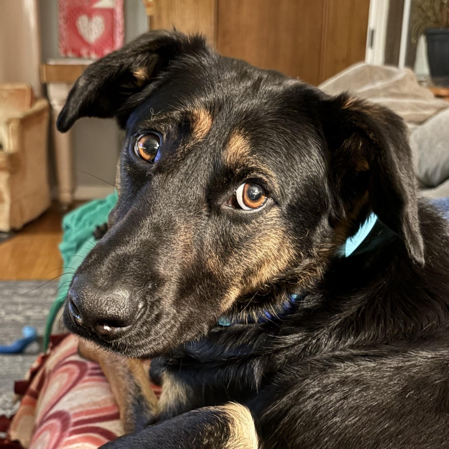 Enlarge Johnny Utah, a Adoptable mixed breed in Kalamazoo, MI image 2/6