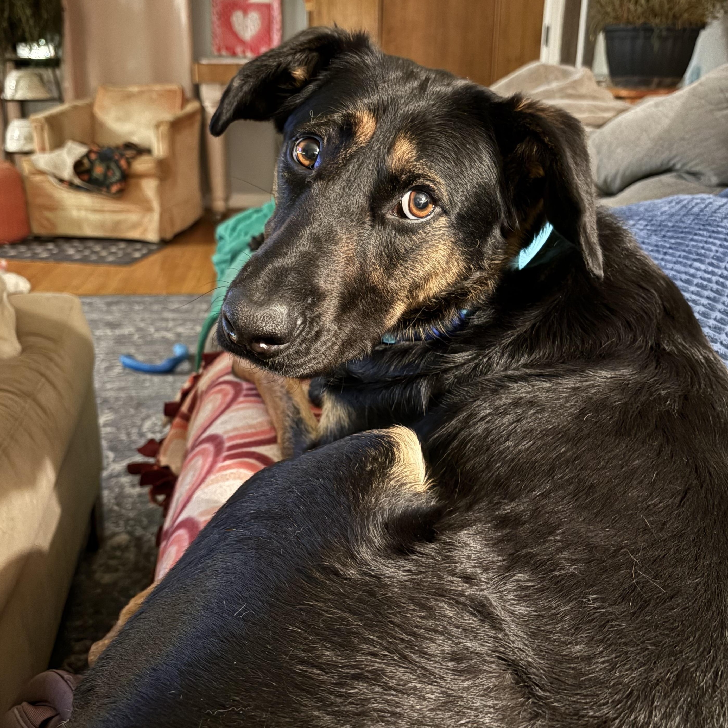 Johnny, a Adoptable mixed breed in Kalamazoo, MI image 5/6