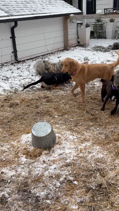 Enlarge Johnny Utah, a Adoptable mixed breed in Kalamazoo, MI video 6/6