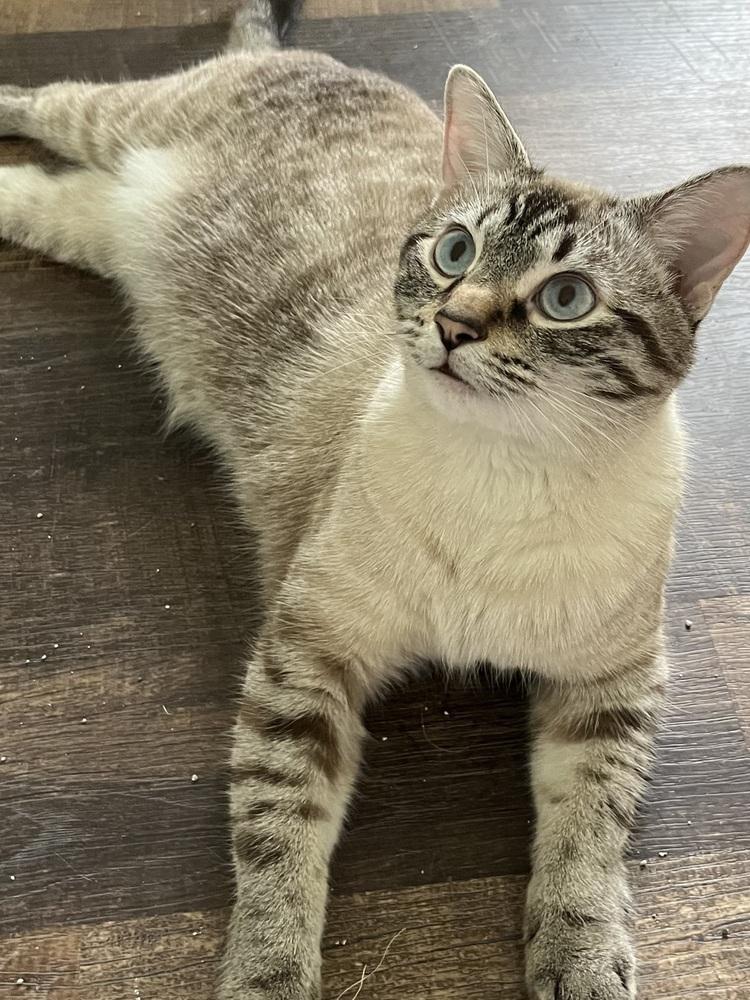 Sterling, Adoptable, Young Male Siamese.