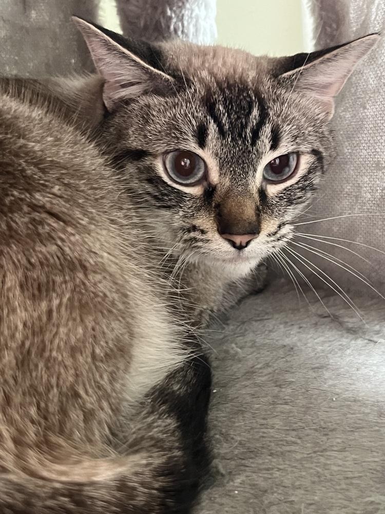 Enlarge Sterling, a Adoptable mixed breed in Palatine, IL image 2/3