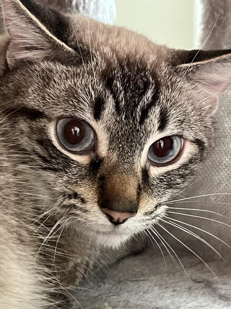 Enlarge Sterling, a Adoptable mixed breed in Palatine, IL image 3/3