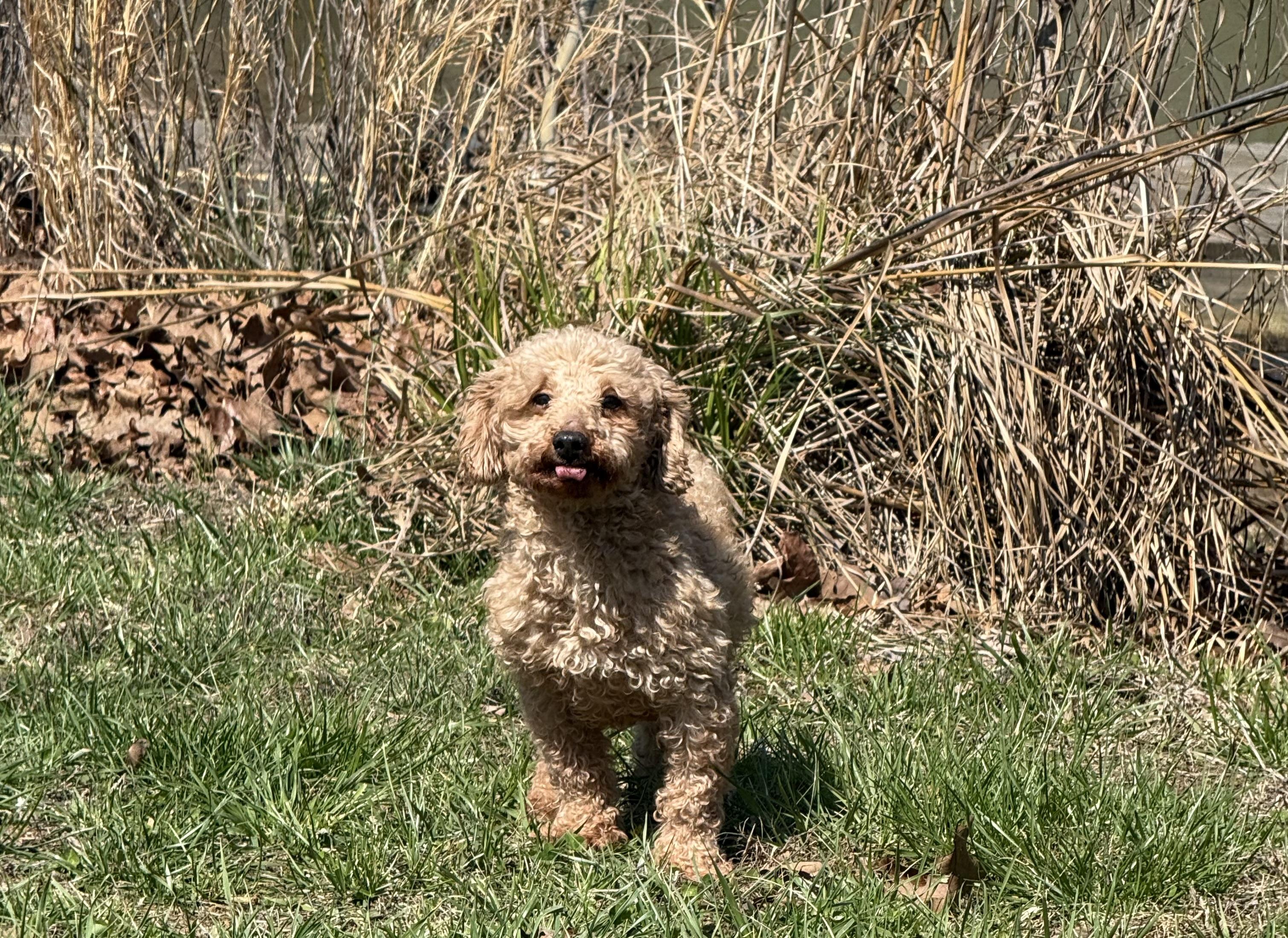 Enlarge HONEY  BEE, an adopted Poodle in Chicopee, MA image 4/4