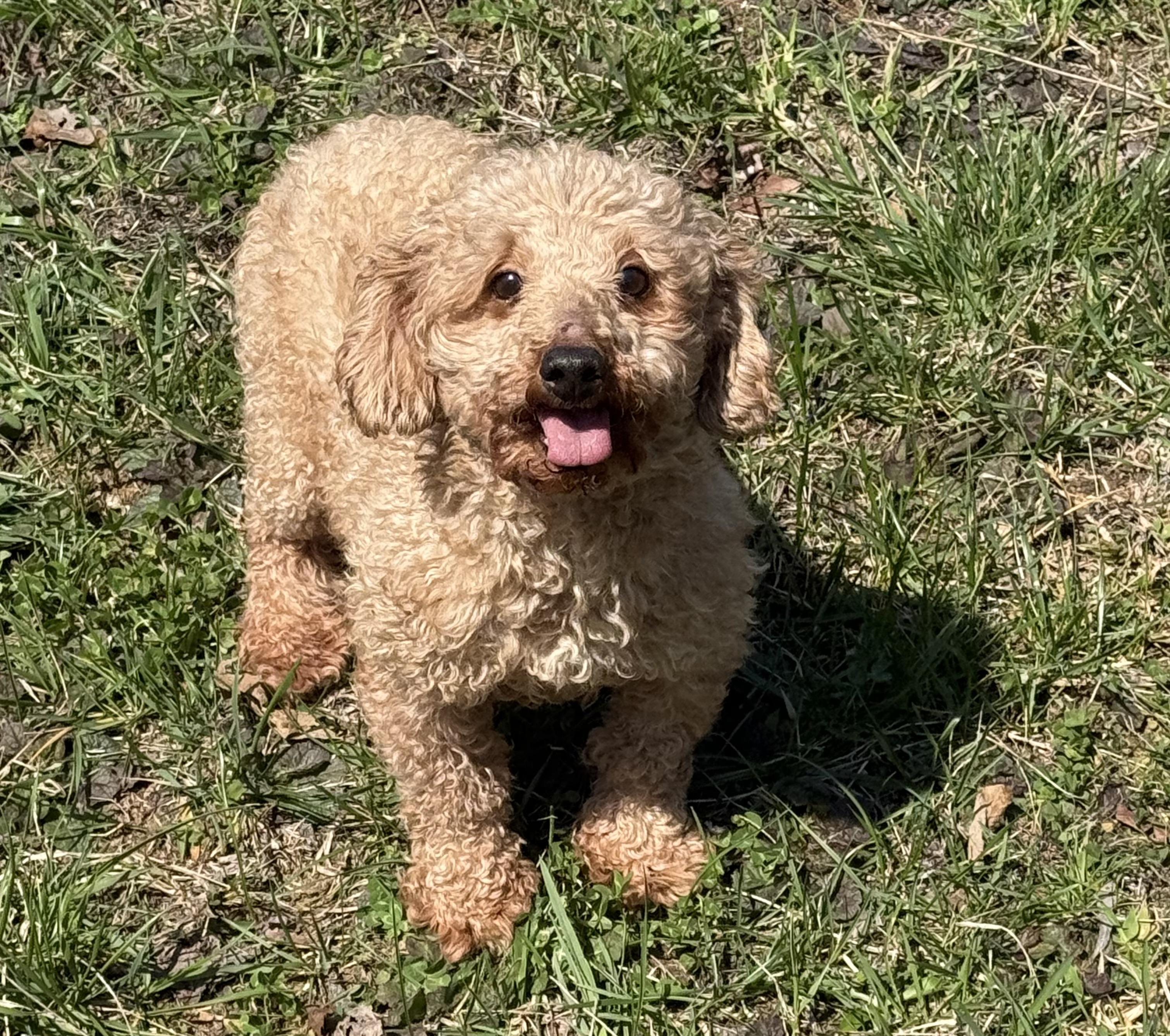 Enlarge HONEY  BEE, an adopted Poodle in Chicopee, MA image 1/4