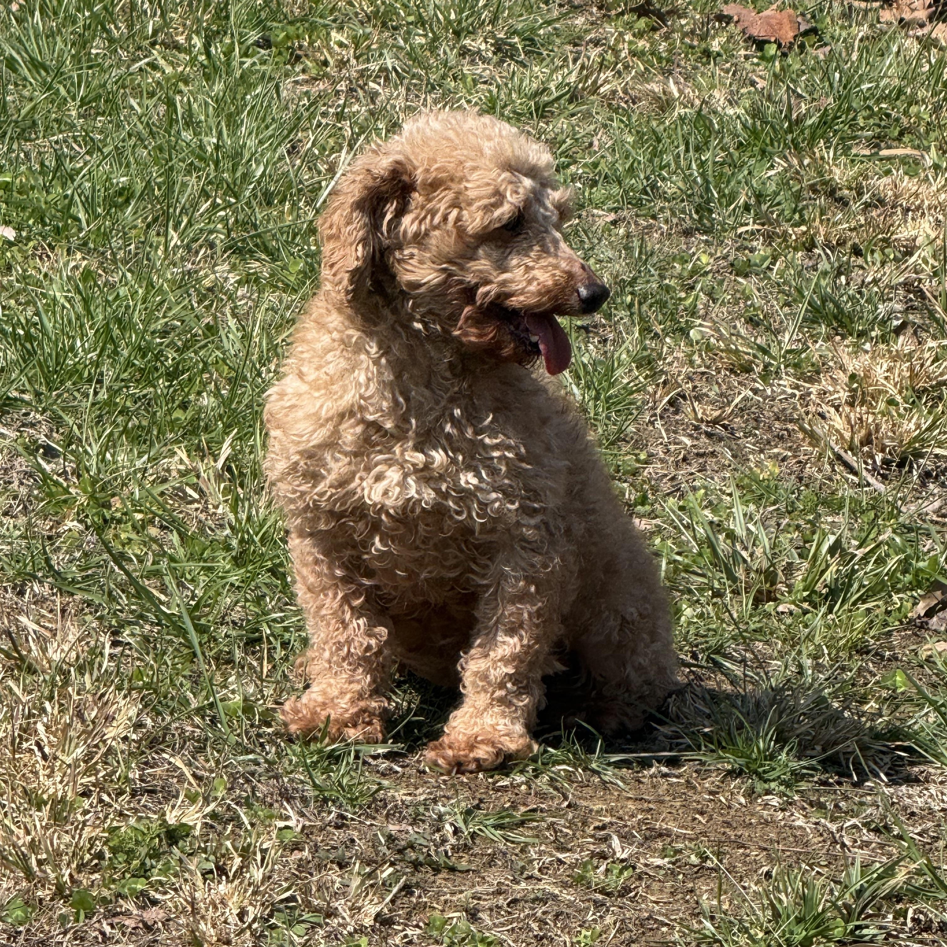 Enlarge HONEY  BEE, an adopted Poodle in Chicopee, MA image 3/4