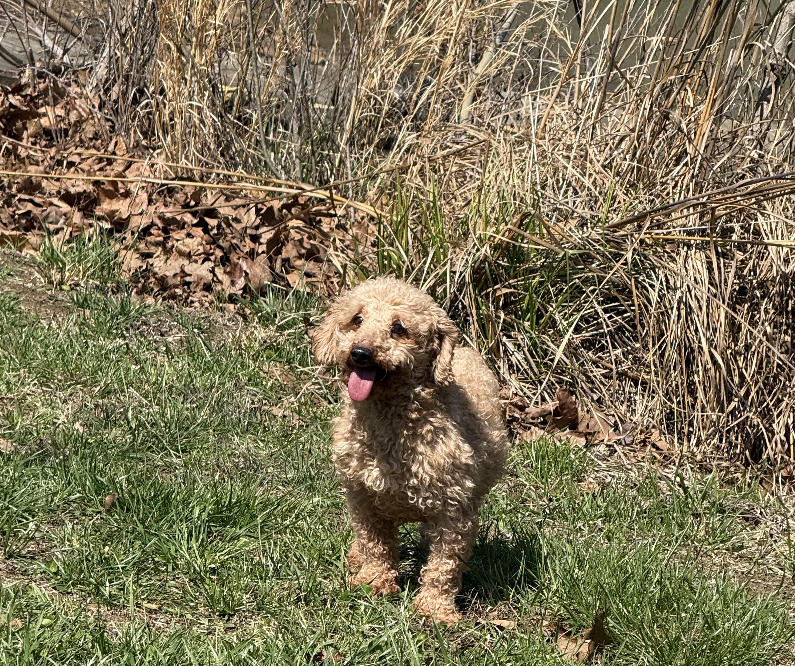 Enlarge HONEY  BEE, an adopted Poodle in Chicopee, MA image 2/4