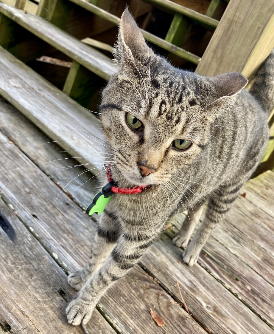 Dust - BARN CAT , Adopted, Adult Male Domestic Short Hair.