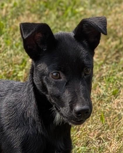 Moxie, Adoptable, Puppy Female Terrier & Mixed Breed.