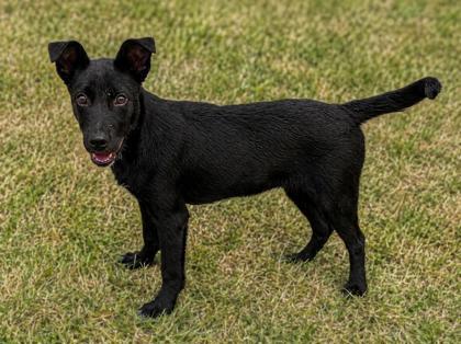 Enlarge Moxie, a Adoptable mixed breed in Baraboo, WI image 2/3