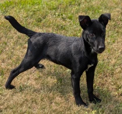 Enlarge Moxie, a Adoptable mixed breed in Baraboo, WI image 3/3