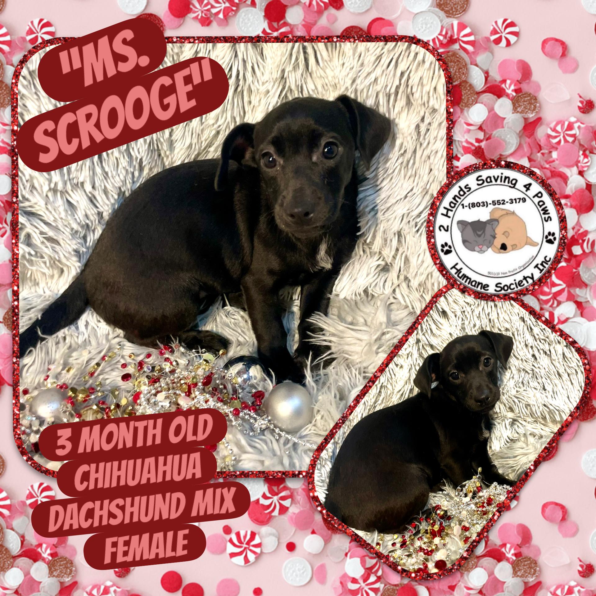 Enlarge Ms. Scrooge , a Adoptable mixed breed in Totowa, NJ image 1/2
