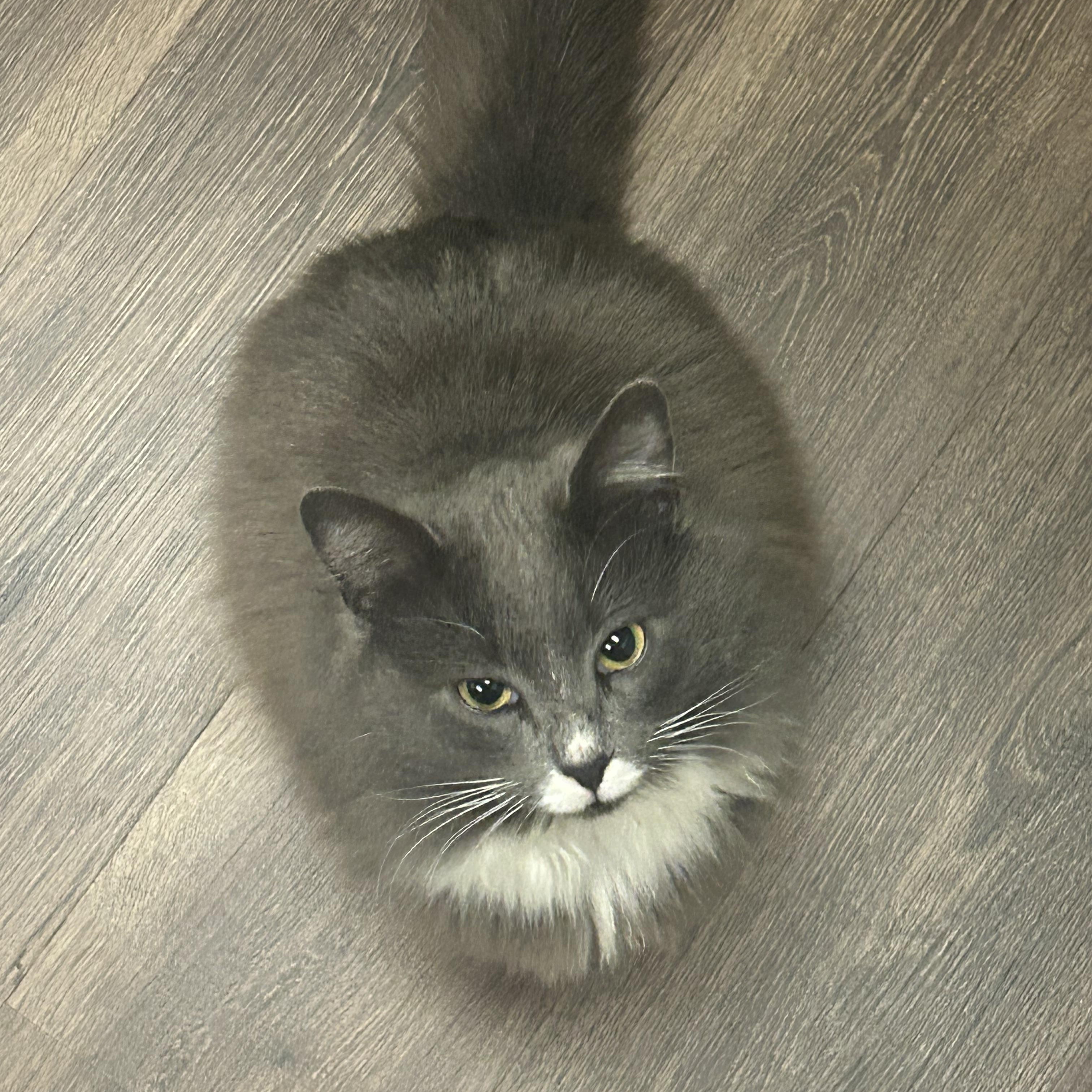 Grady, an adoptable Domestic Long Hair in Vidalia, GA, 30474 | Photo Image 2