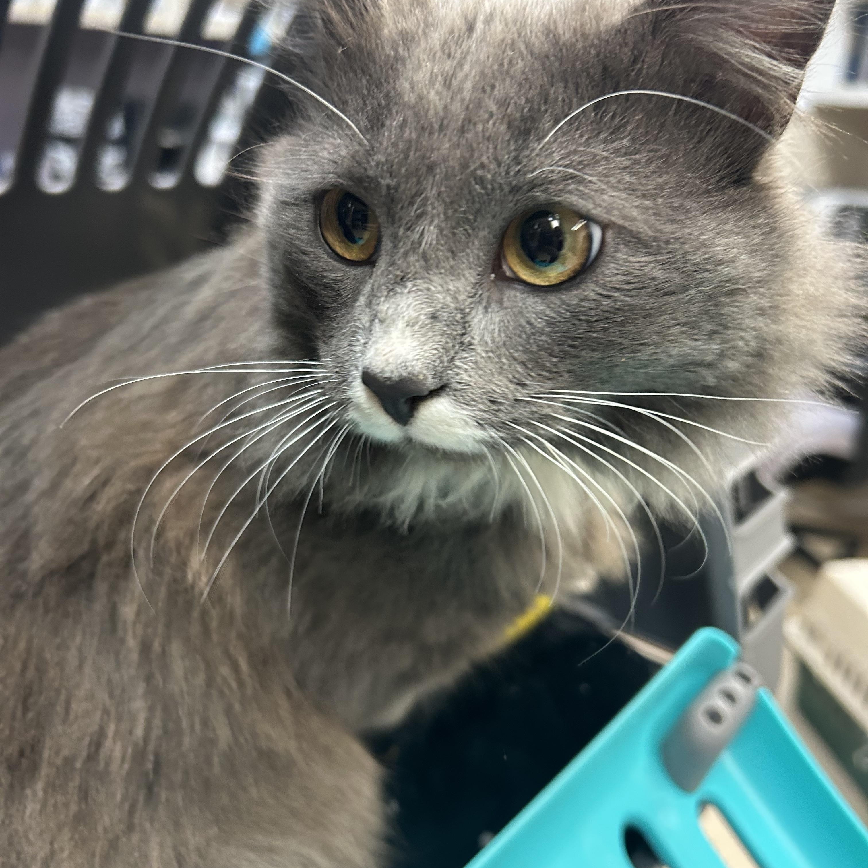 Grady, an adoptable Domestic Long Hair in Vidalia, GA, 30474 | Photo Image 4