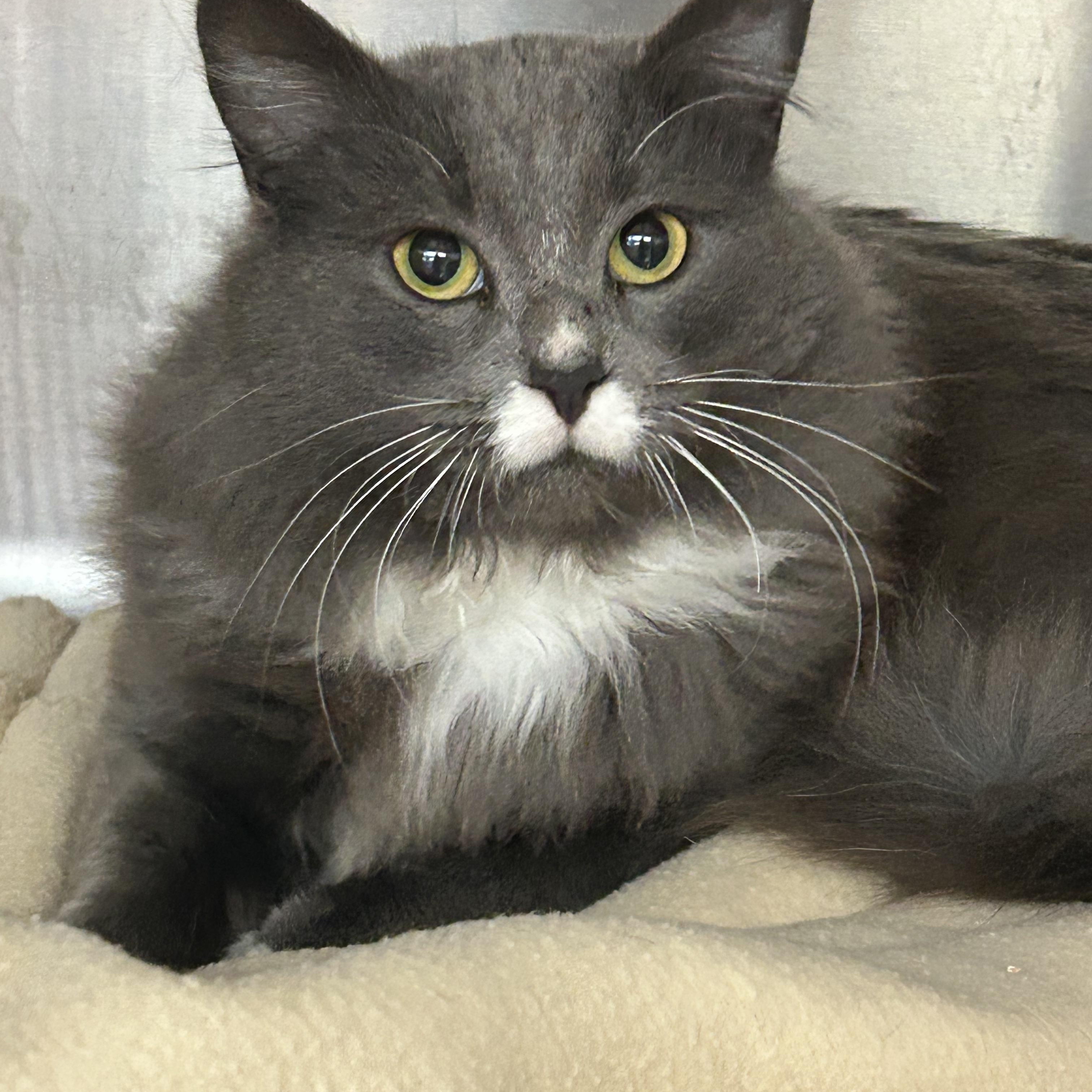 Grady, an adoptable Domestic Long Hair in Vidalia, GA, 30474 | Photo Image 3