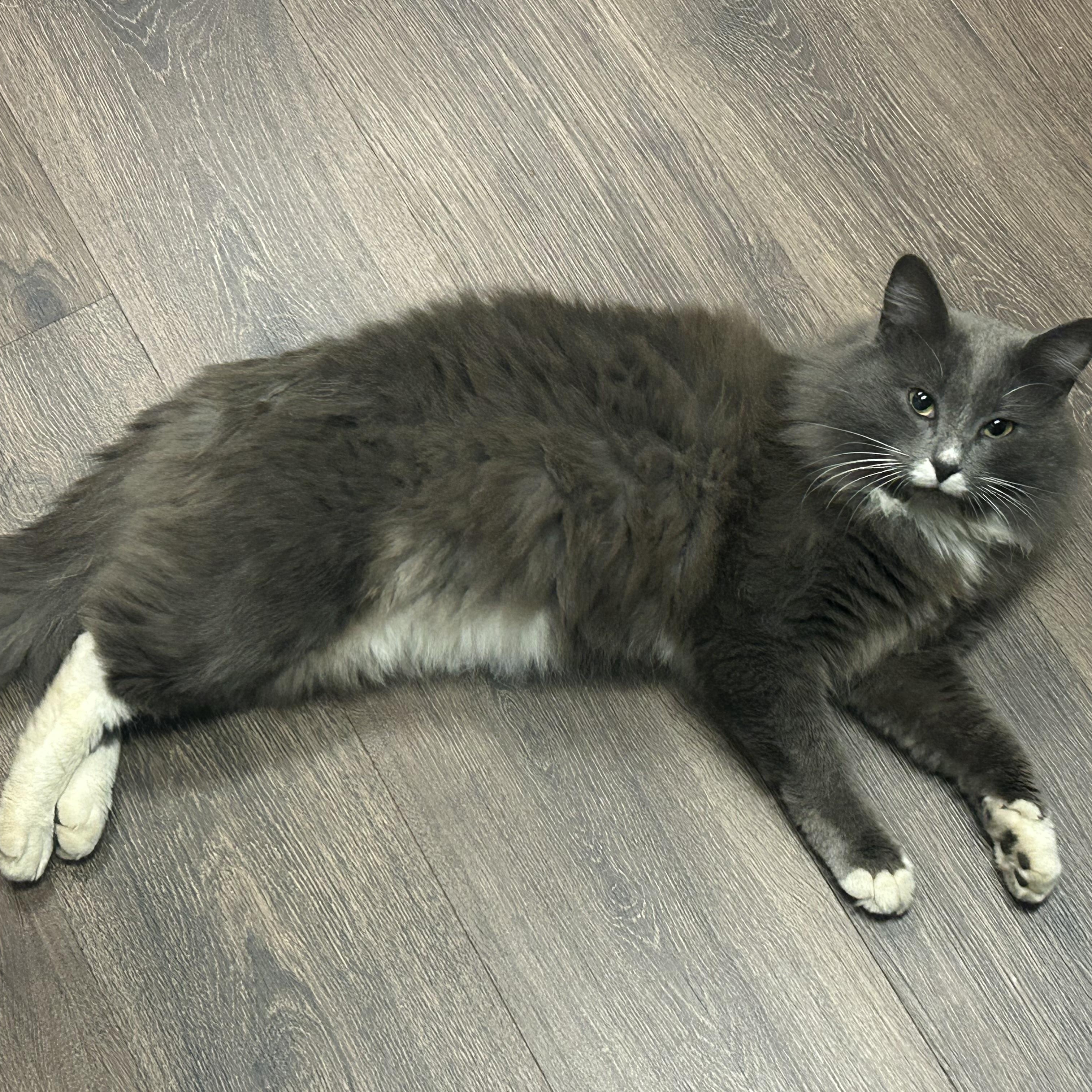 Grady, an adoptable Domestic Long Hair in Vidalia, GA, 30474 | Photo Image 1
