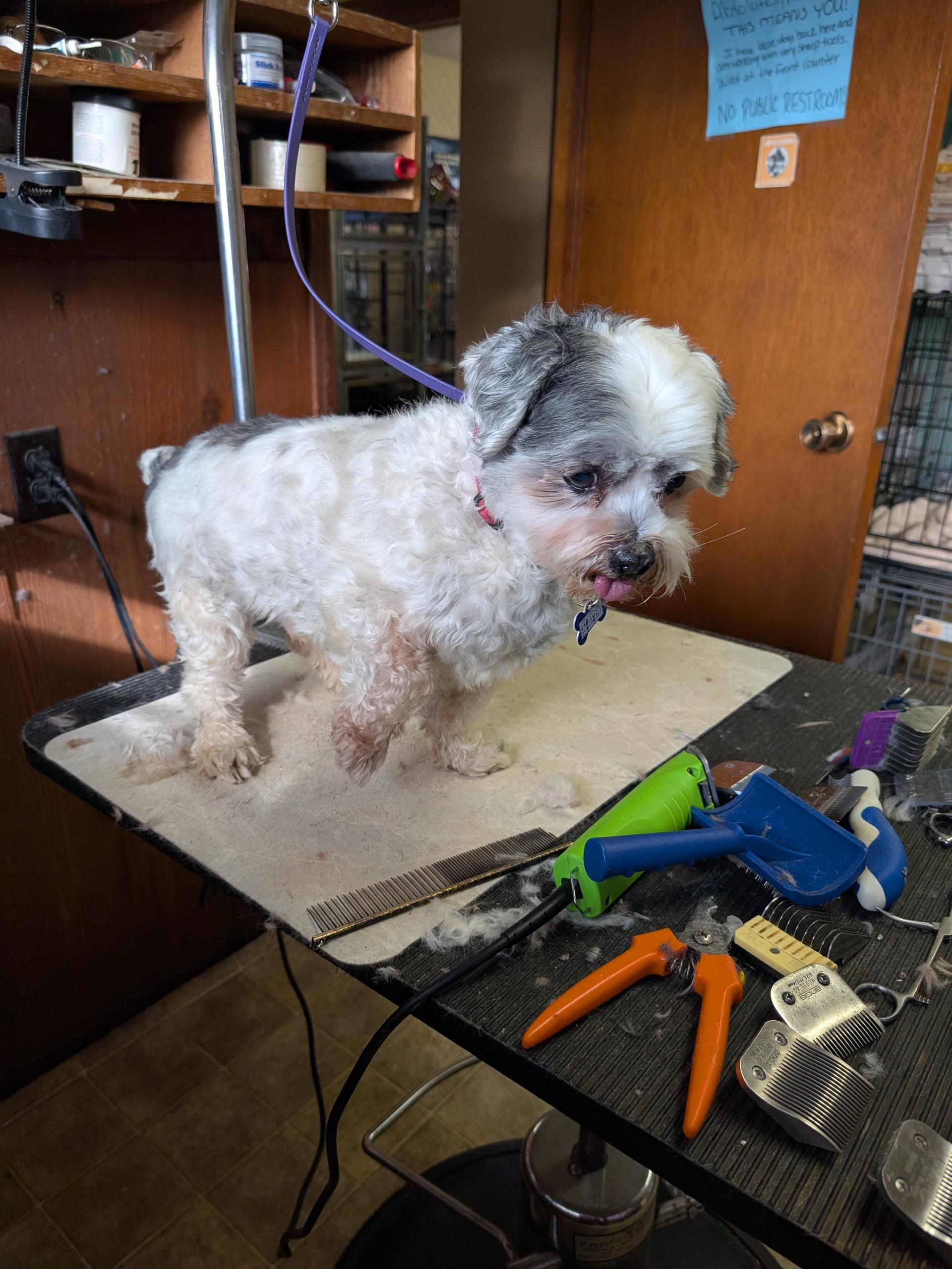 Enlarge Hank, an adoptable mixed breed in COEUR D ALENE, ID image 4/5