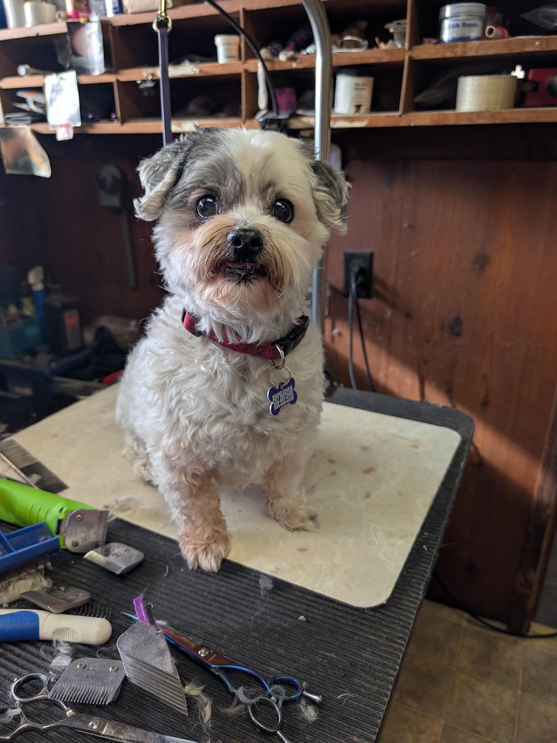 Hank, adoptable, Senior Male Shih poo.