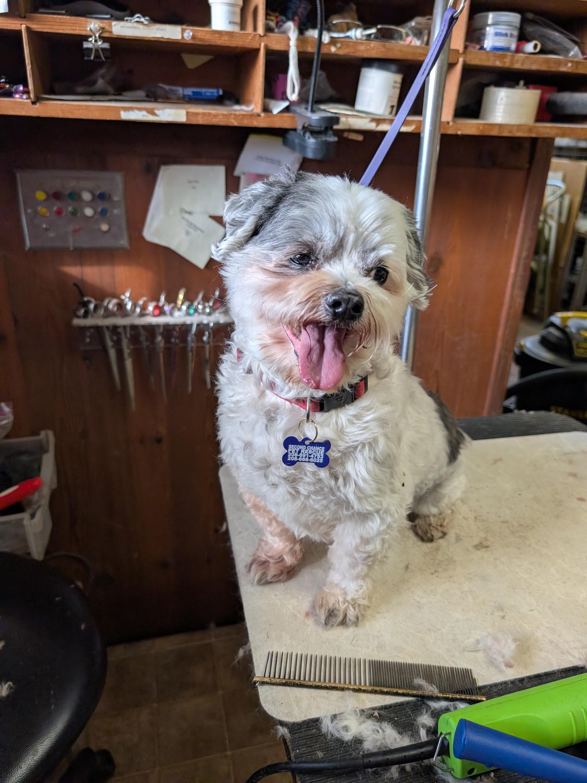 Enlarge Hank, an adoptable mixed breed in COEUR D ALENE, ID image 5/5