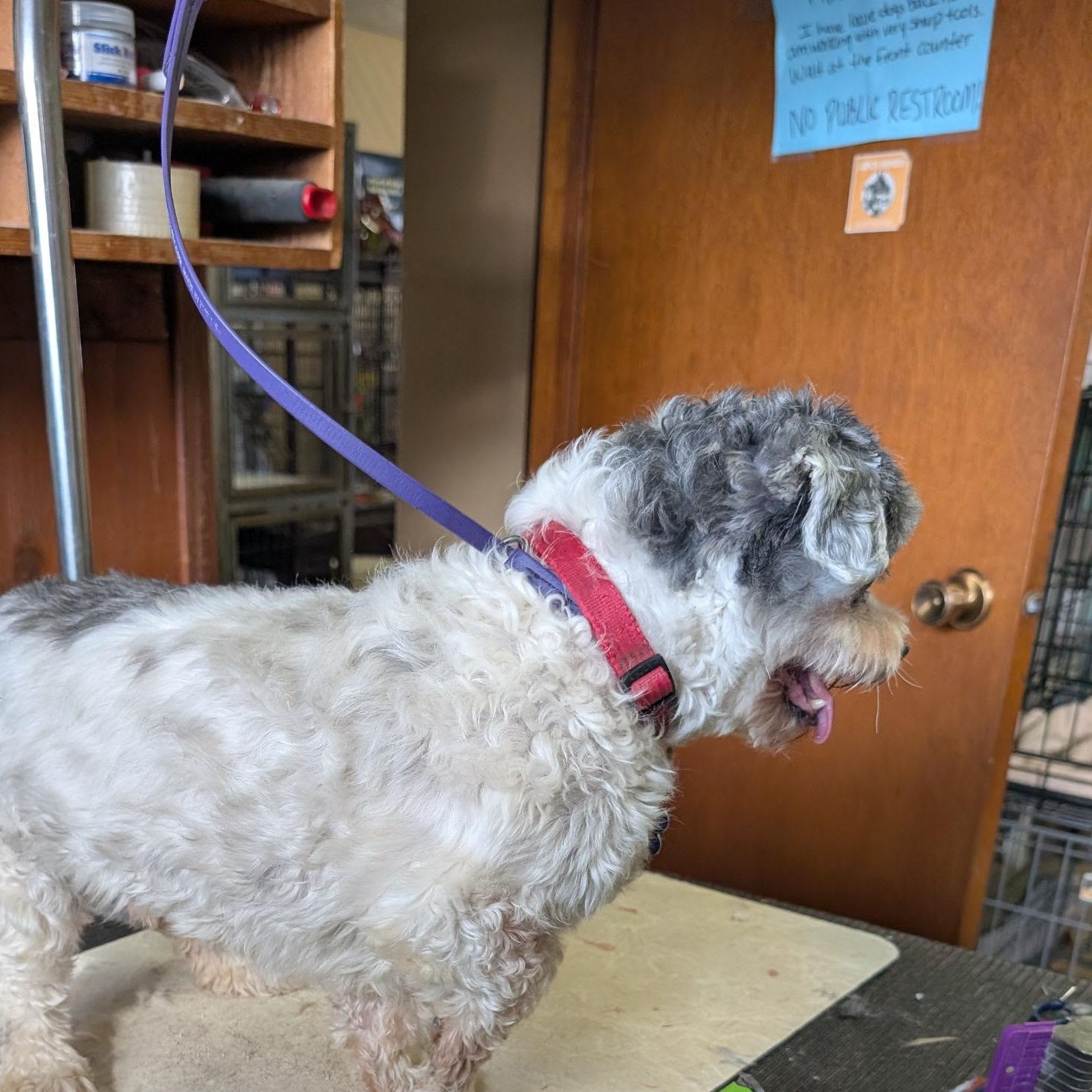 Enlarge Hank, an adoptable mixed breed in COEUR D ALENE, ID image 2/5