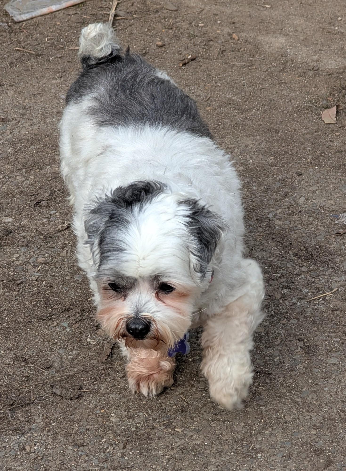 Enlarge Hank, an adoptable mixed breed in COEUR D ALENE, ID image 3/5