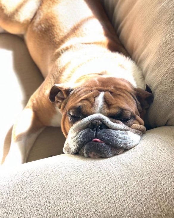 Rocky, a Adopted English Bulldog in Spring hill, TN image 1/5