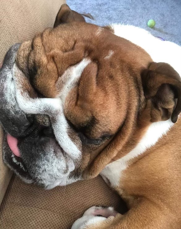 Rocky, a Adopted English Bulldog in Spring hill, TN image 2/5