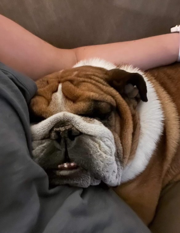 Rocky, a Adopted English Bulldog in Spring hill, TN image 3/5