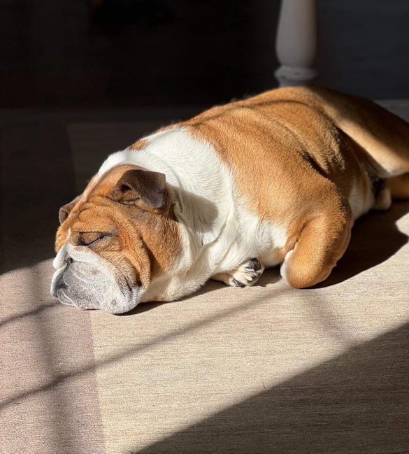 Rocky, a Adopted English Bulldog in Spring hill, TN image 4/5