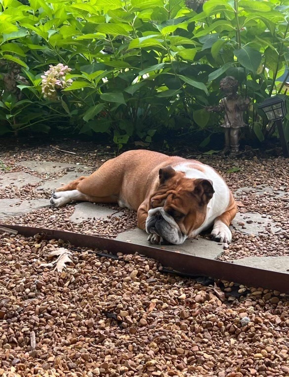 Rocky, a Adopted English Bulldog in Spring hill, TN image 5/5