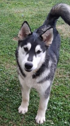 Finnigan, adoptable, Puppy Male Husky.