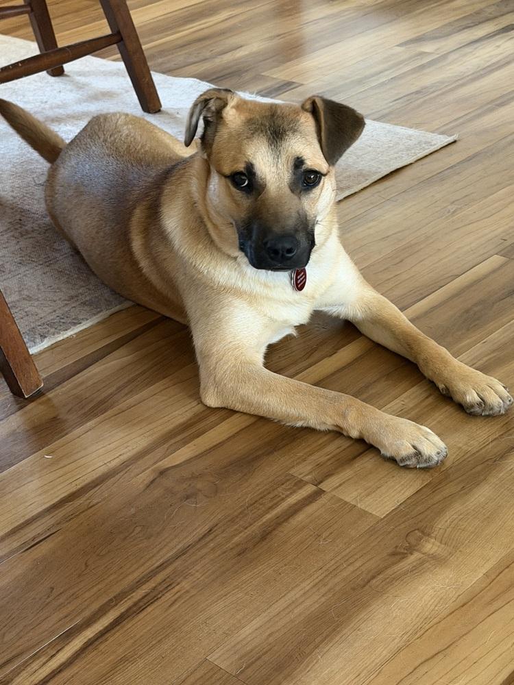 Magic, Adoptable, Young Female German Shepherd Dog.