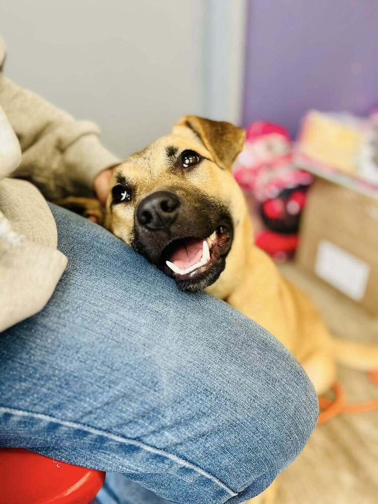 Magic, a Adoptable mixed breed in Suamico, WI image 2/4