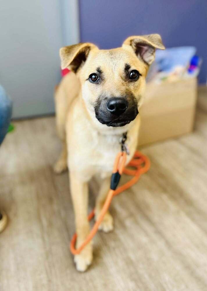 Magic, a Adoptable mixed breed in Suamico, WI image 3/4