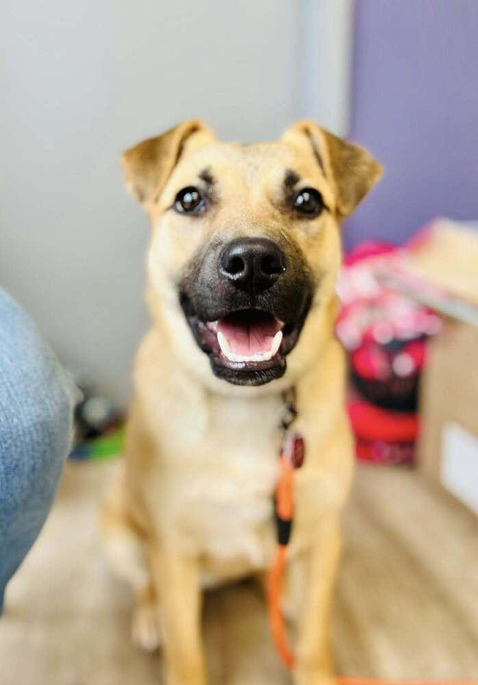 Magic, a Adoptable mixed breed in Suamico, WI image 4/4