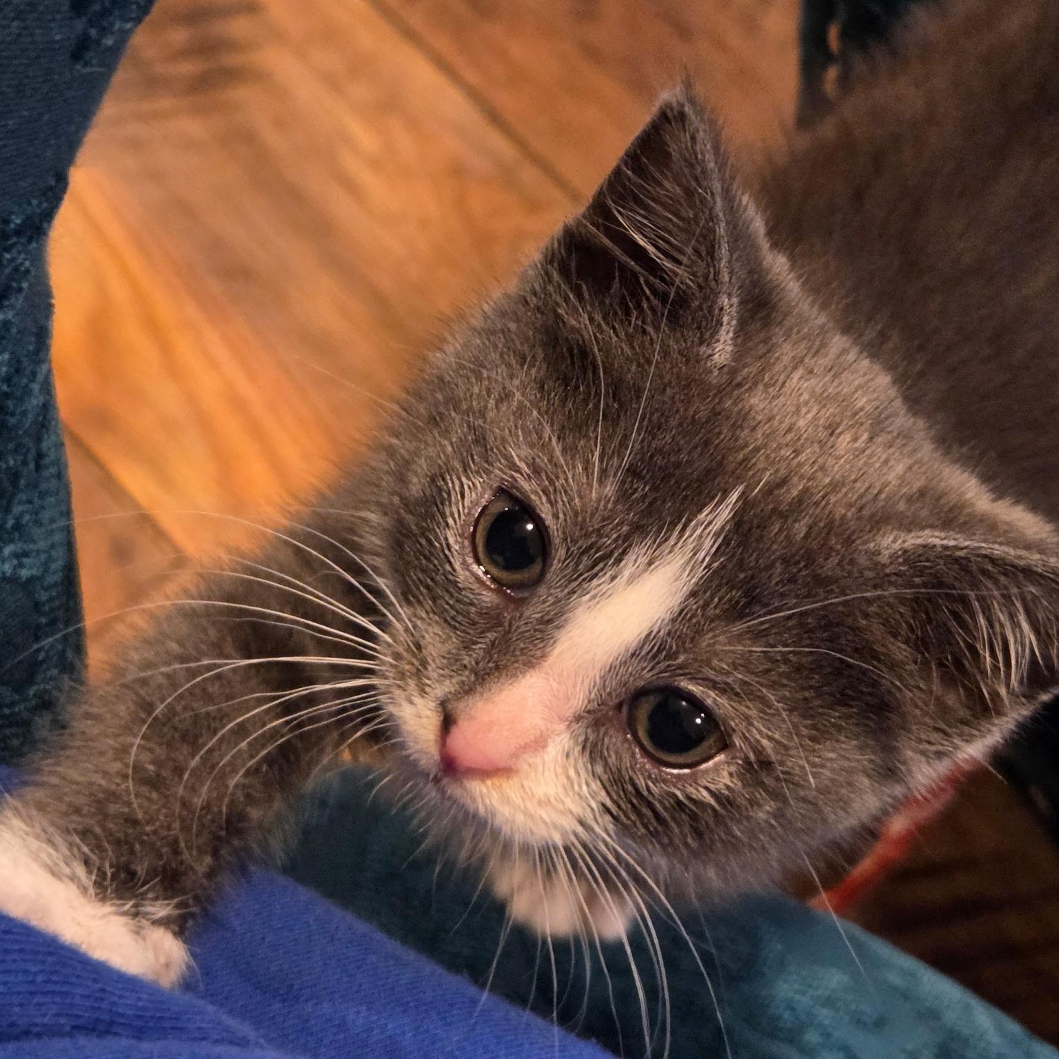 Enlarge Pandora, an adoption pending Domestic Short Hair in Mastic beach, NY image 1/2